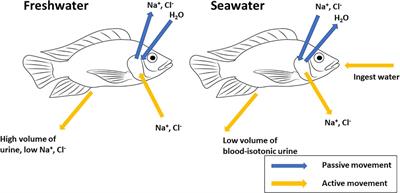 Ontogeny of the Osmoregulatory Capacity of Teleosts and the Role of Ionocytes